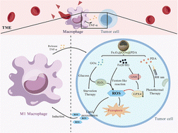 Graphical abstract: Nano-delivery systems for photothermal/starvation therapy and enhanced ferroptosis-immunotherapy