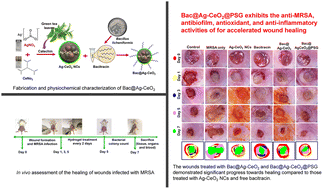 Graphical abstract: Green synthesis of a bacitracin@Ag–CeO2 nanocomposite@hydrogel for dual antibiofilm and anti-inflammatory therapy against MRSA wound infections