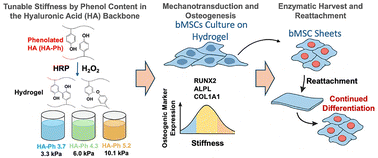Graphical abstract: MSC-derived osteogenic cell sheets on stiffness-tuned hyaluronic acid–gelatin hydrogels