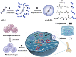 Graphical abstract: MicroRNA nanocapsules for modulating macrophage polarization to promote bone repair