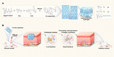 Graphical abstract: Supramolecular peptide hydrogel-mediated synergistic antibiotic–photothermal therapy for potent antibacterial applications