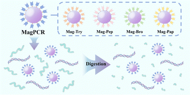 Graphical abstract: A magnetic multi-enzyme nanoplatform for high-purity collagen preparation through efficient contaminant protein elimination