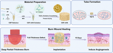 Graphical abstract: Polycationic silk fibroin chelating nano-hydroxyapatite promotes angiogenesis for burn wound healing
