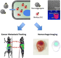 Graphical abstract: Turn-on near-infrared fluorescence/positron emission tomography dual-modal probe for intracranial hemorrhage diagnosis