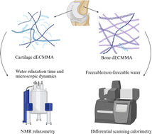 Graphical abstract: Water status of photocurable decellularised extracellular matrix hydrogels using DSC and NMR relaxometry