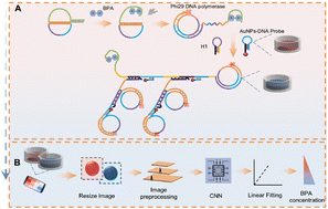 Graphical abstract: An AI-assisted hyperbranched RCA-based colorimetric biosensing platform for ultrasensitive detection of BPA