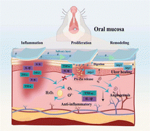 Graphical abstract: An amylase-responsive bilayer film for sustained enzyme delivery and ROS-scavenging therapy in oral ulcer treatment
