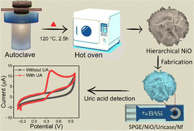 Graphical abstract: High-performance uric acid detection using a hierarchical NiO nanostructure-based biosensor
