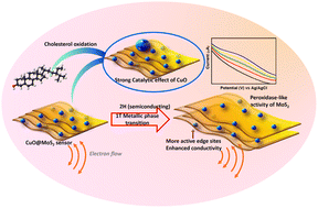 Graphical abstract: MoS2 phase transition-assisted sensitive detection of cholesterol on a copper oxide@molybdenum disulfide nanocomposite