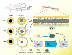 Graphical abstract: Particle accumulation and medullary expansion associated with LA103Z magnesium alloy degradation in a rat intramedullary model