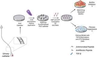 Graphical abstract: Dual-functional urinary PVC catheters via peptide surface modification for the prevention of biofilm formation and fibrotic response in vitro