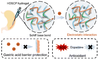 Graphical abstract: Electrostatically reinforced acid-stable polysaccharide hydrogels for promoting gastric ulcer repair