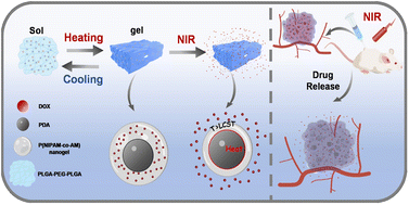 Graphical abstract: A spatiotemporally regulated drug delivery system with stage-specific thermosensitive gelation and photothermally triggered release for localized tumor therapy