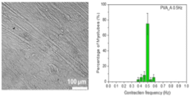 Graphical abstract: Electrospun polymeric scaffolds enable 3D tissue-like functionality and efficient photoinduced contraction