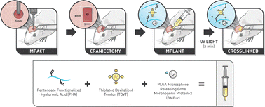 Graphical abstract: Controlled release of bone morphogenetic protein-2 improves motor function after traumatic brain injury in a rat model