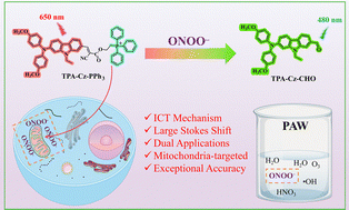 Graphical abstract: A mitochondria-targeting ICT probe for dual-functional peroxynitrite sensing: from live-cell imaging to serum model and plasma-activated water monitoring