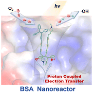 Graphical abstract: BSA-mediated proton-coupled electron transfer to unlock the photogeneration of hydroxyl radicals in cancer cells