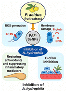 Graphical abstract: Interfacial redox transformation and phytochemical capping drive the formation and protective bioefficacy of Phyllanthus acidus-derived selenium nanoparticles against Aeromonas hydrophila infection in zebrafish