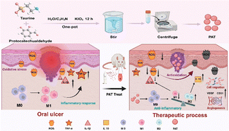 Graphical abstract: Natural polyphenol-taurine-based nanoparticles for oral ulcer therapy