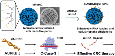 Graphical abstract: Ionizable mesoporous silica nanoparticle-mediated siAURKB delivery for colorectal cancer therapy