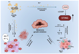 Graphical abstract: Manganese-activatable nano-hydroxyapatite nanoparticles as self-adjuvanting STING activators for synergistic melanoma therapy