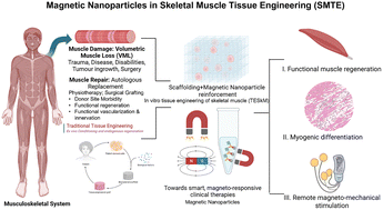 Graphical abstract: Skeletal muscle tissue engineering using magnetic nanoparticles: a comprehensive review