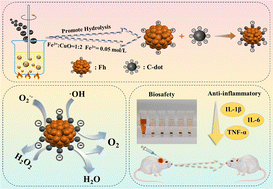 Graphical abstract: Integration of ferrihydrite prepared by using an innovative method with oxidized activated carbon to construct a novel cascade nanozyme platform for inflammation therapy