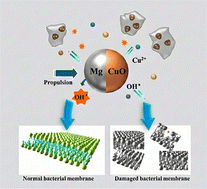 Graphical abstract: A biofilm-penetrating nanozyme robot for drug-free inactivation of drug-resistant bacteria