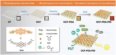 Graphical abstract: Antimicrobial cotton fabrics modified with a cationic perylene diimide derivative for durable and superior sterilization