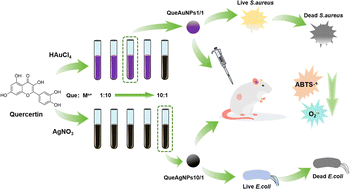 Graphical abstract: Quercetin-functionalized gold/silver nanoparticles with tunable antibacterial selectivity for bacterial infection treatment