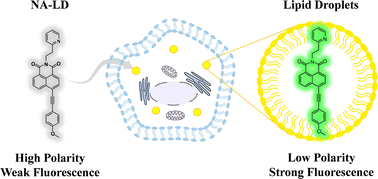 Graphical abstract: Polarity-triggered high-contrast fluorescent imaging of lipid droplets via a naphthalimide fluorophore