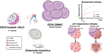 Graphical abstract: Development of a sustained anticancer drug delivery system based on hybridization between diatomite and nanostructured lipid carriers