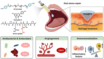 Graphical abstract: A self-healing injectable PF127-gelatin bioadhesive sealant with antioxidant and antibacterial activities for accelerated oral ulcer repair
