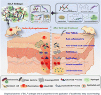 Graphical abstract: Hierarchically engineered injectable hydrogels loaded with polyphenol for enhanced wound healing and tissue regeneration