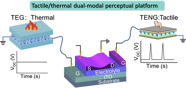 Graphical abstract: Tactile/thermal dual-modal perceptual platform by integrating a thermoelectric generator and a triboelectric nanogenerator with an oxide neuromorphic transistor