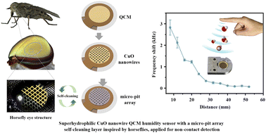 Graphical abstract: Superhydrophilic CuO nanowire QCM humidity sensor with horsefly-inspired self-cleaning ability applied for non-contact detection