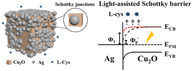 Graphical abstract: Light-assisted Schottky barrier enhancement for selective detection of l-cysteine using Ni/Cu2O/Ag nanocubes