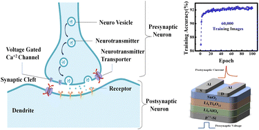 Graphical abstract: Solution-processed metal oxide synaptic transistor with bilayer Li-ion-conducting gate dielectric