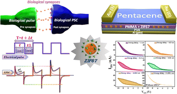 Graphical abstract: A MOF-embedded multifunctional dielectric layer for an energy-efficient organic memtransistor and brain-inspired computing