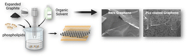 Graphical abstract: One-step graphene exfoliation and biofunctionalization using phospholipids for sustainable bioelectronics