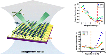 Graphical abstract: Magneto-optical Raman effect of WS2 tuned by a plasmonic gold nanograting