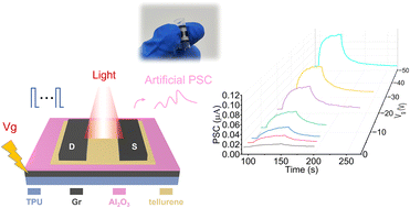 Graphical abstract: An all-printed flexible field effect transistor based on tellurene nanosheets with graphene electrodes