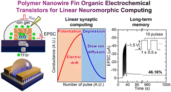 Graphical abstract: Highly aligned polymer nanowire-based fin architecture for enhanced functionality of organic electrochemical transistors in neuromorphic computing
