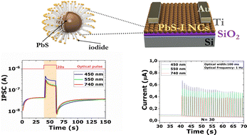 Graphical abstract: Optoelectronic inhibitory synapses in the visible range from PbS nanocrystal arrays