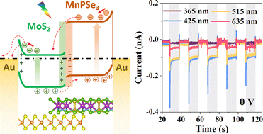 Graphical abstract: Wide-spectrum self-powered photoelectric detection based on the type-II heterostructure of MnPSe3/MoS2