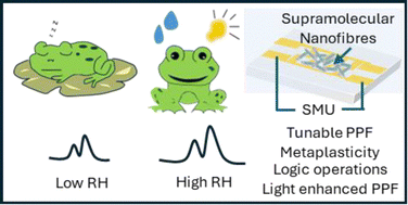 Graphical abstract: Emulating frog's behavior: humidity-driven paired-pulse facilitation and metaplasticity realised in a 1D supramolecular nanofibre based neuromorphic device