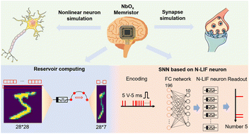 Graphical abstract: Dynamically nonlinear NbOx memristors for multifunctional reservoir and neuromorphic computing