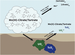 Graphical abstract: Oxidation of TcO2 and UO2 by aqueous Mn(iii)-citrate and Mn(iii)-tartrate under anoxic conditions: implications for technetium and uranium fate and transport