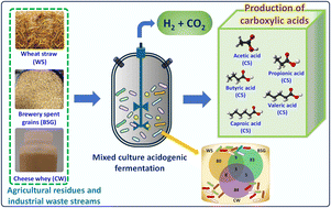 Graphical abstract: Acidogenic valorization of agricultural residues and industrial waste streams: substrate composition regulating the microbial community and metabolites