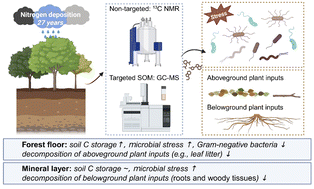 Graphical abstract: Long-term nitrogen deposition disrupts carbon cycling and enhances plant-derived carbon sequestration in a temperate forest